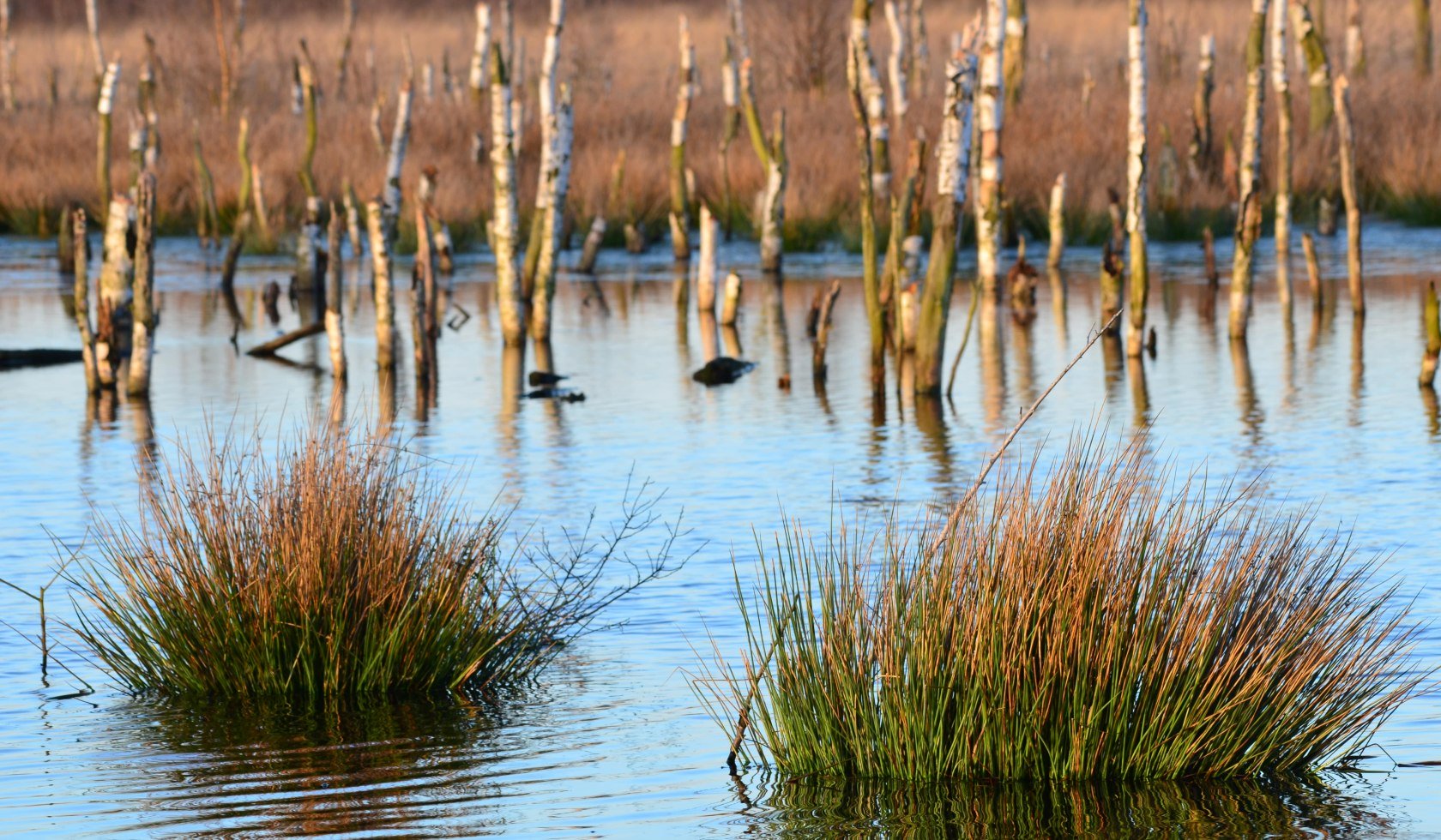 Wasser mit Birken und Gräsern im Mittleren Wietingsmoor, © DümmerWeserLand Touristik
