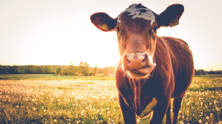 Kuh auf Pusteblumenwiese, © Fotolia / stadelpeter