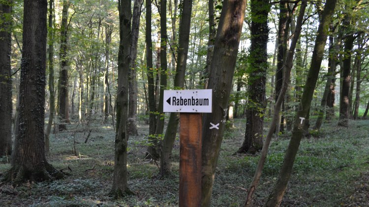 Rabenbaum Samern, © Grafschaft Bentheim Tourismus/ Rudi Schubert