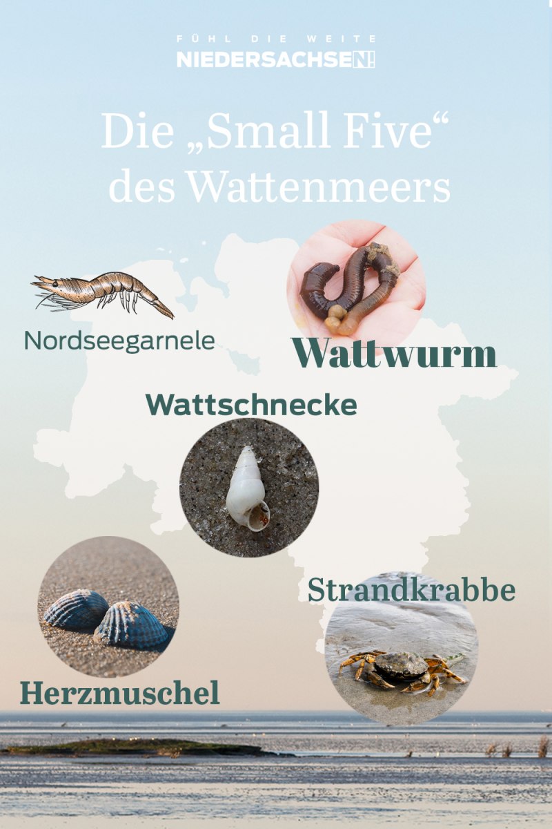 Small Five Infografik , © TourismusMarketing Niedersachsen GmbH