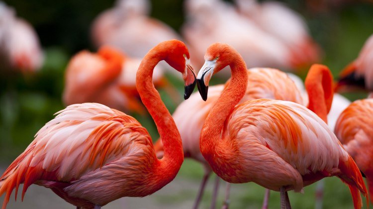 Flamingos im Weltvogelpark Walsrode, © Weltvogelpark Walsrode