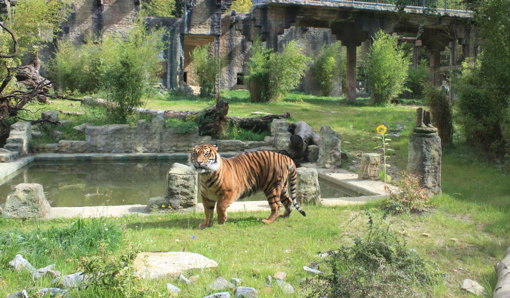 2014 eröffnete der Zoo den neuen Tigertempel, © Zoo Osnabrück