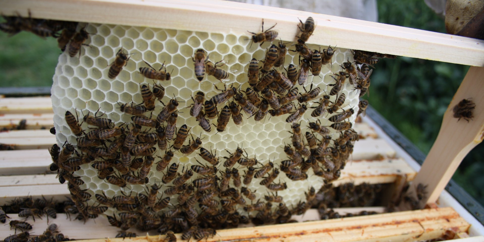 Bienenköniginnen, © Petra Nause-Alpert