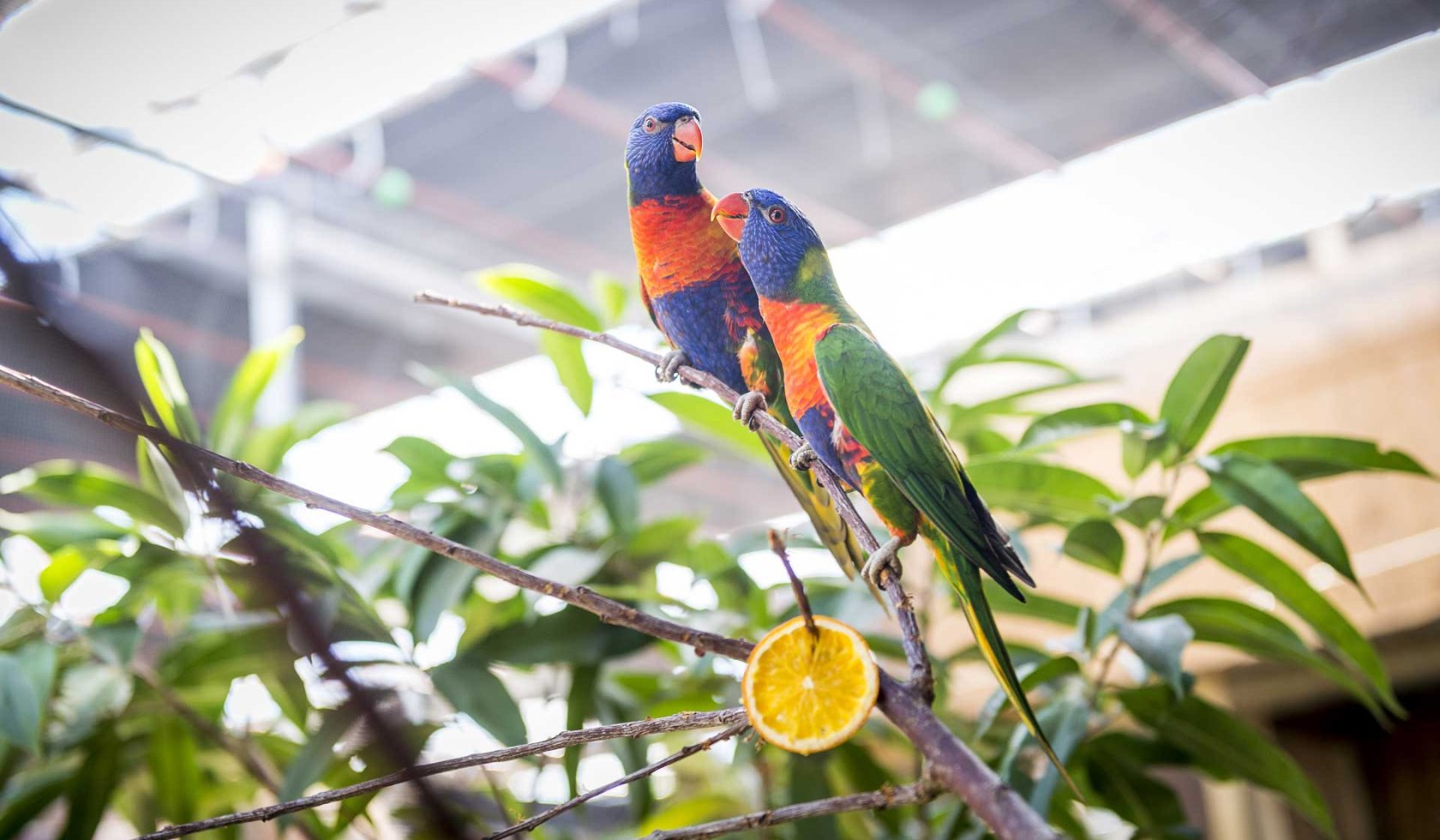 Papageien im Erlebnispark Emsflower, © Emsflower Besucherzentrum/ Sobott
