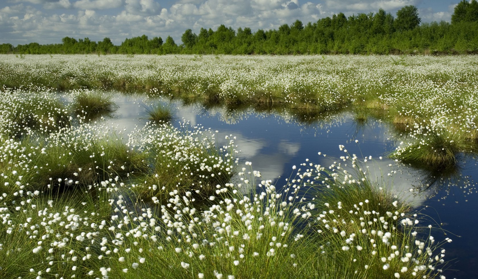 Wollgrasblüte im Moor, © Verbund Oldenburger Münsterland/ Willi Rolfes