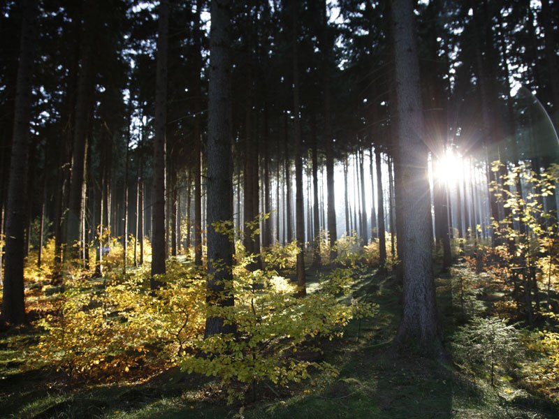 Wald im Harz, © TMN/Peter Hamel