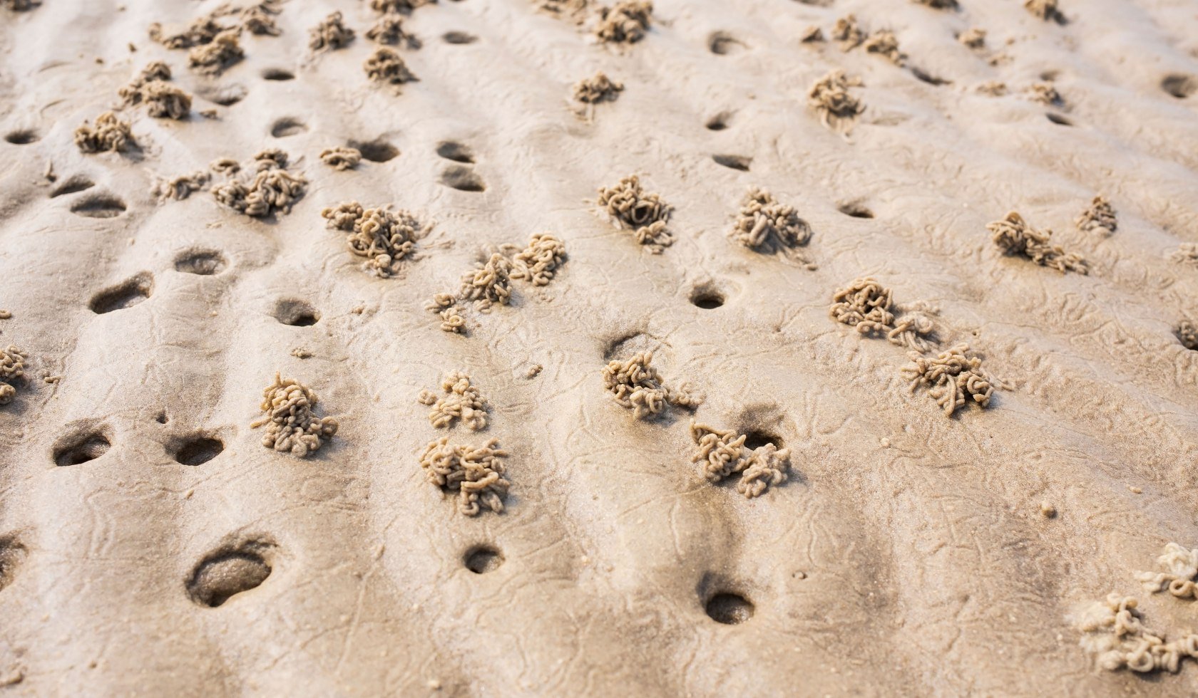 Haufen auf dem Meeresgrund, die durch die Ausscheidung des Sandes der Wattwürmer entstehen, © AdobeStock_505433130