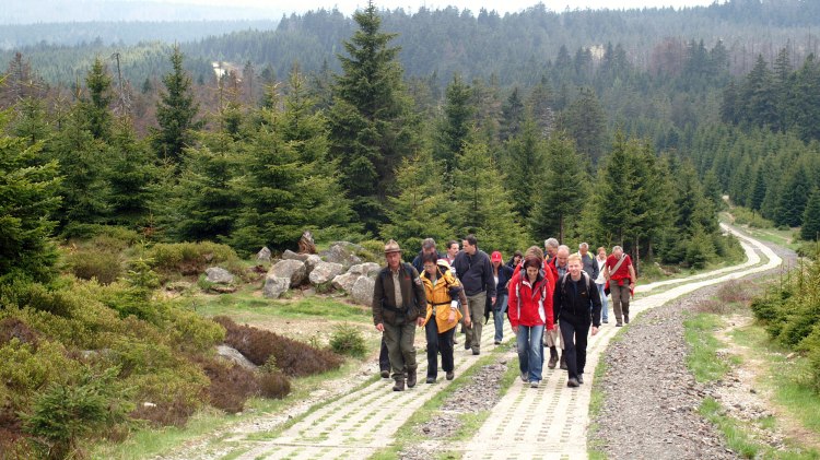 Wandere wandern vor grünen Tannen., © Harzer Tourismusverband