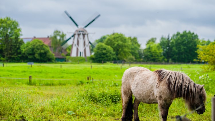 Pferd und Mühle im Ammerland, © TMN/Sabine Braun
