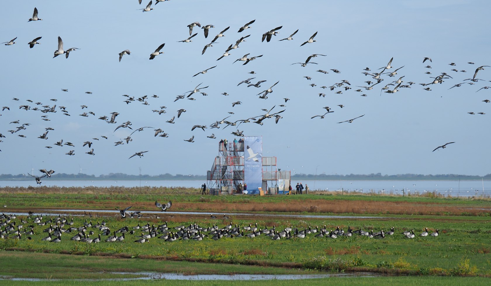 Vogelturm Varel mit vielen Vögeln, © Nationalparkverwaltung Niedersächsisches Wattenmeer