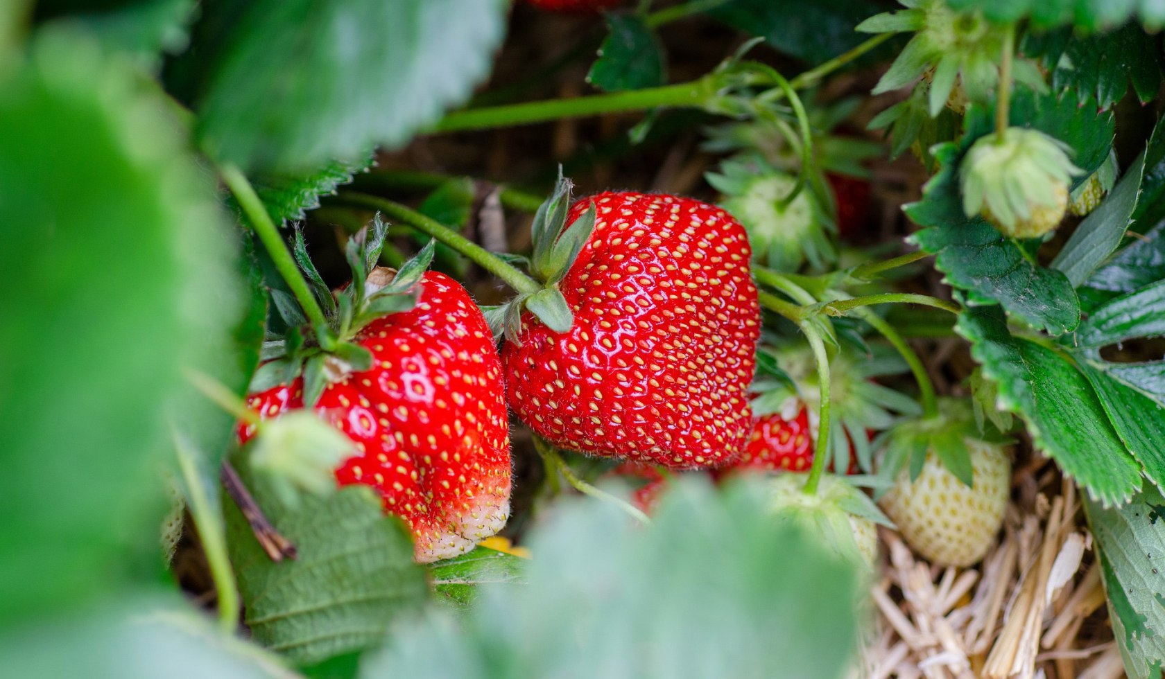 Erdbeeren am Strauch, © Pixabay: strawberries-7323943_1920
