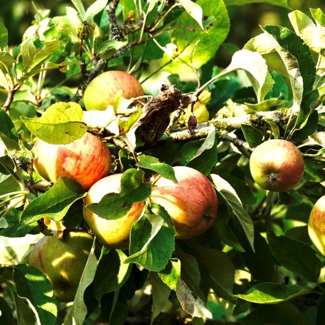 Ast mit reifen Äpfeln von der Sonne bestrahlt, © Robert Wenzel