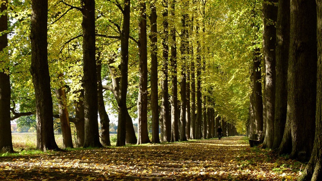 Herbstlicher Evenburgpark, © Ostfriesland Tourismus GmbH