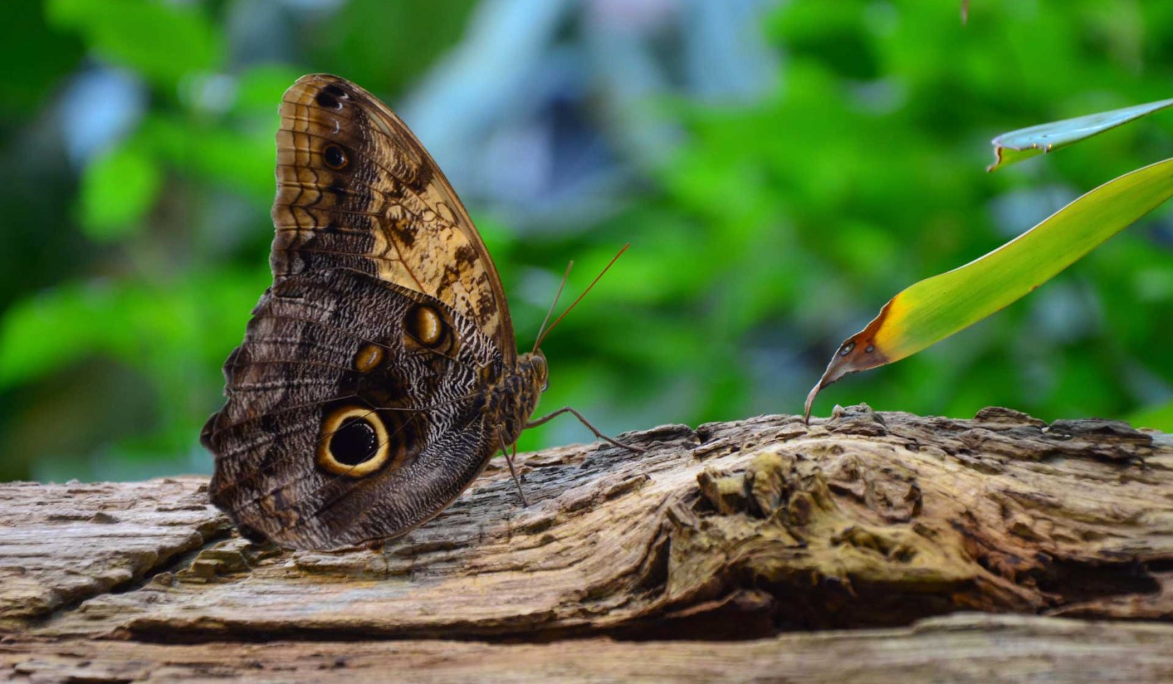 Schmetterling im Erlebnispark Emsflower, © Emsflower Besucherzentrum/ Sobott