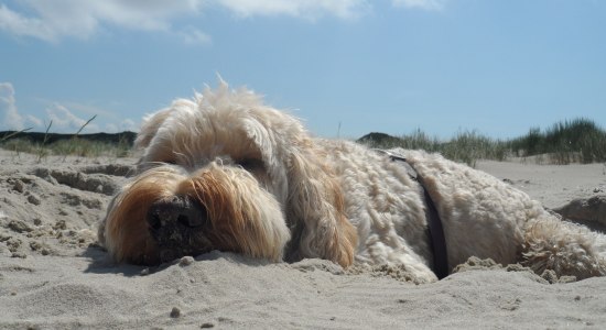Hund genießt die Zeit am Strand und die Sonne., © KV Juist / Molzberger