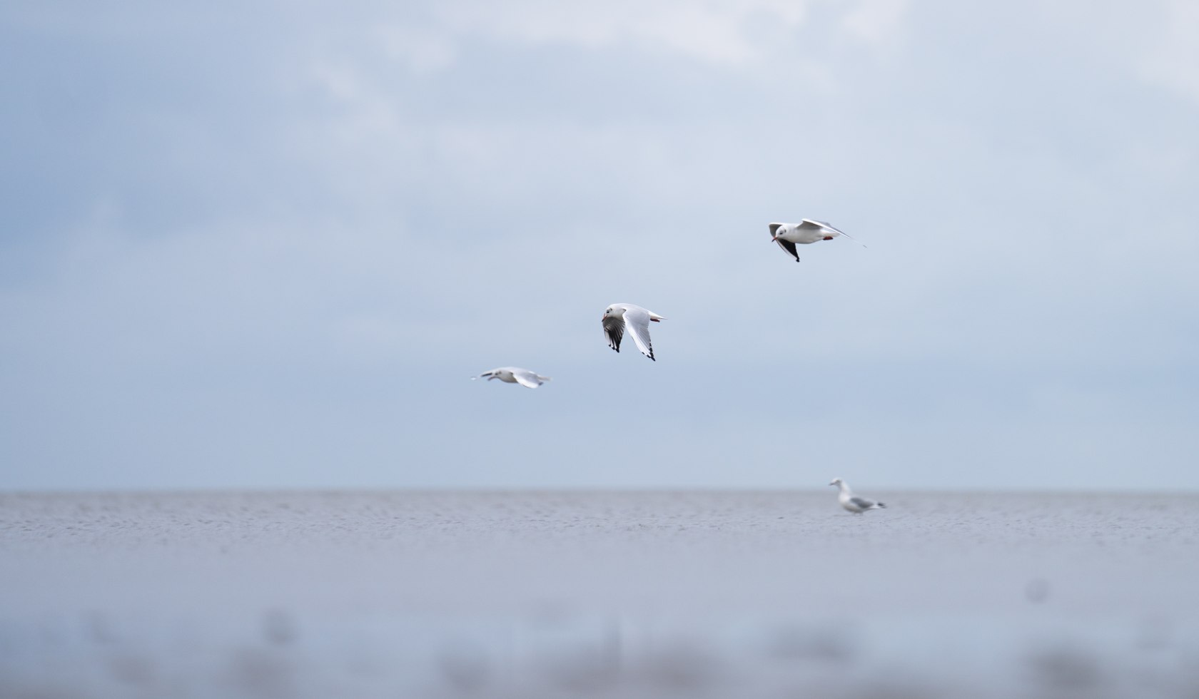 Möwen fliegen über der Nordsee bei Harlesiel, © TourismusMarketing Niedersachsen GmbH