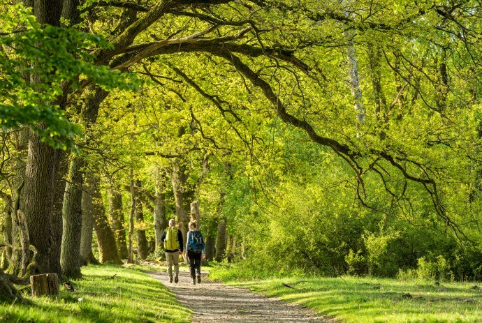 Wanderpaar durchquert Wald in der Lüneburger Heide, © Lüneburger Heide GmbH