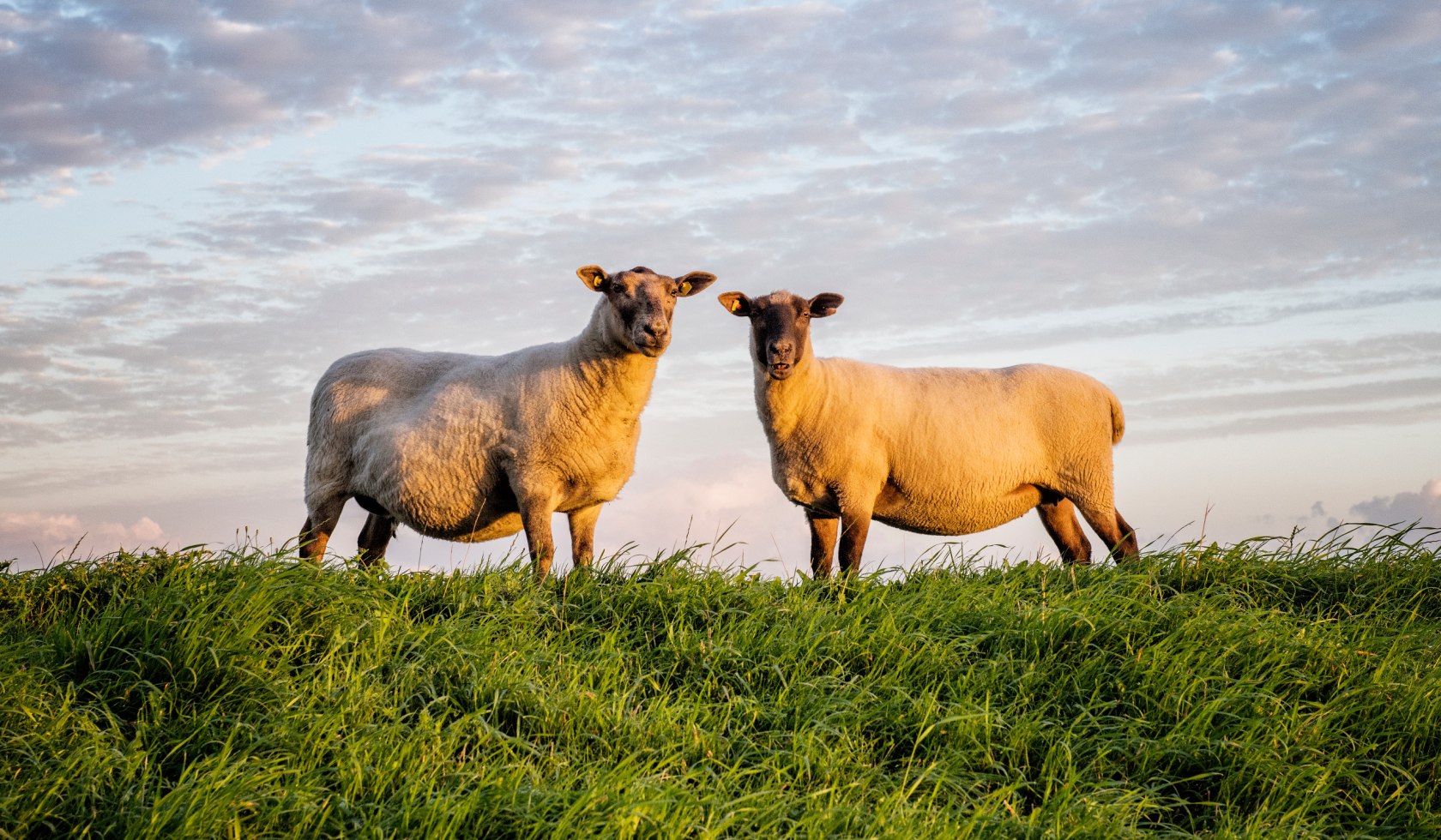 zwei Schafe stehen auf einem Deich bei Cuxhaven, © TMN/Florian Trykowski