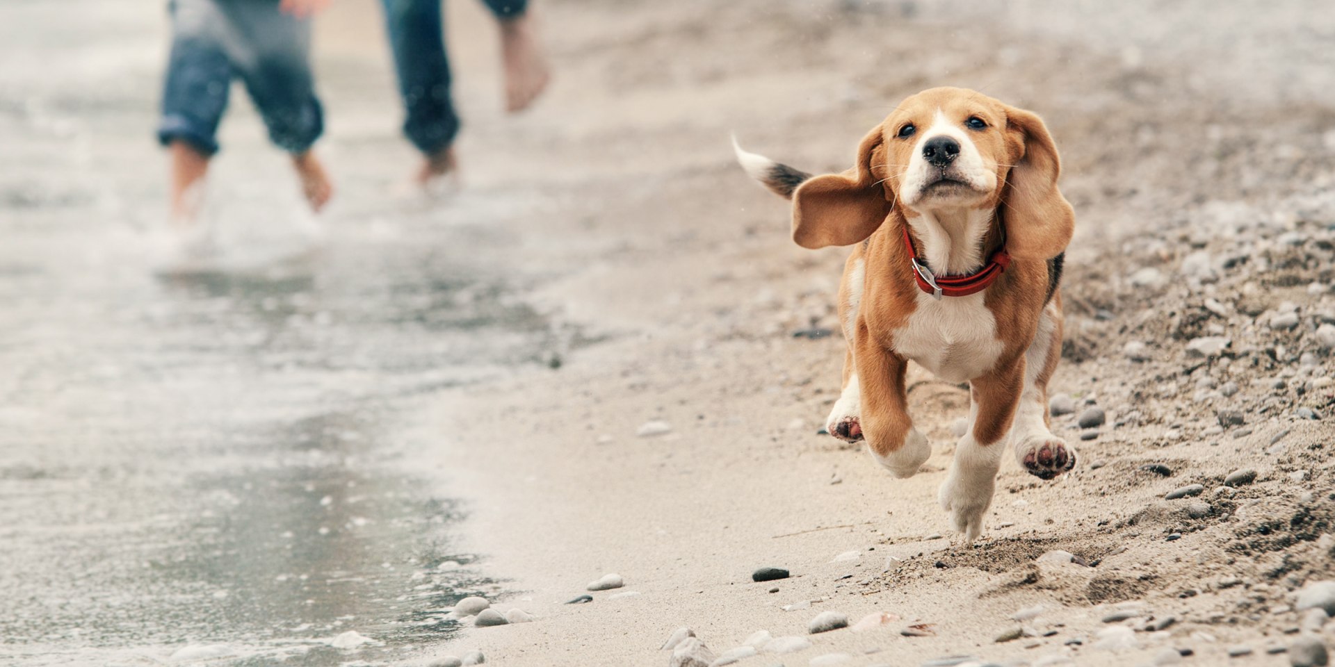 Hund läuft am Strand entlang, © AdobeStock_74946998