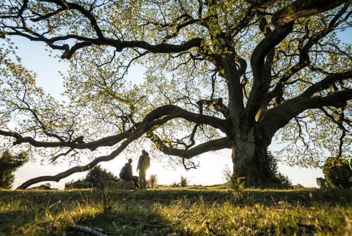 zwei Wanderer machen eine Pause an einem Baum im Totengrund in der Lüneburger Heide, © Lüneburger Heide GmbH