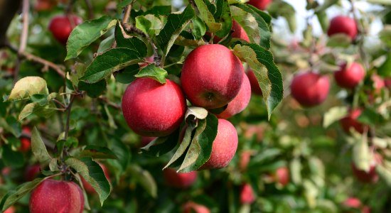 Frisch rote Äpfel am Baum, © Tourismusverband LK Stade/Elbe e.V. / Martin Elsen
