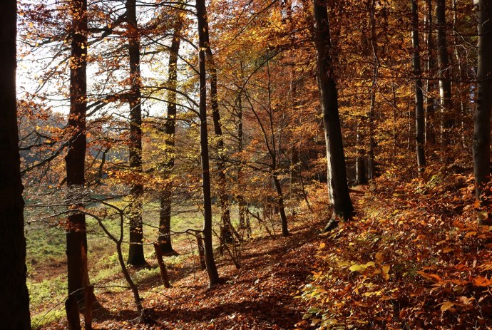 herbstliches Waldstück im Waltersbachtal am Deister, © GeTour GmbH