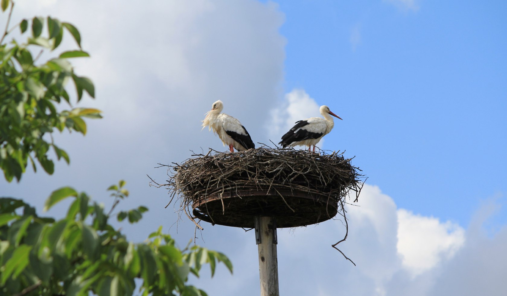 Zwei Störche rasten in einem Nest, © Tourismusregion Aller-Leine-Tal/Mirko Krenzel