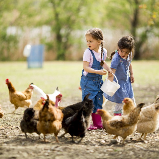 Mädchen füttern Hühner, © Fotolia.com / Boggy