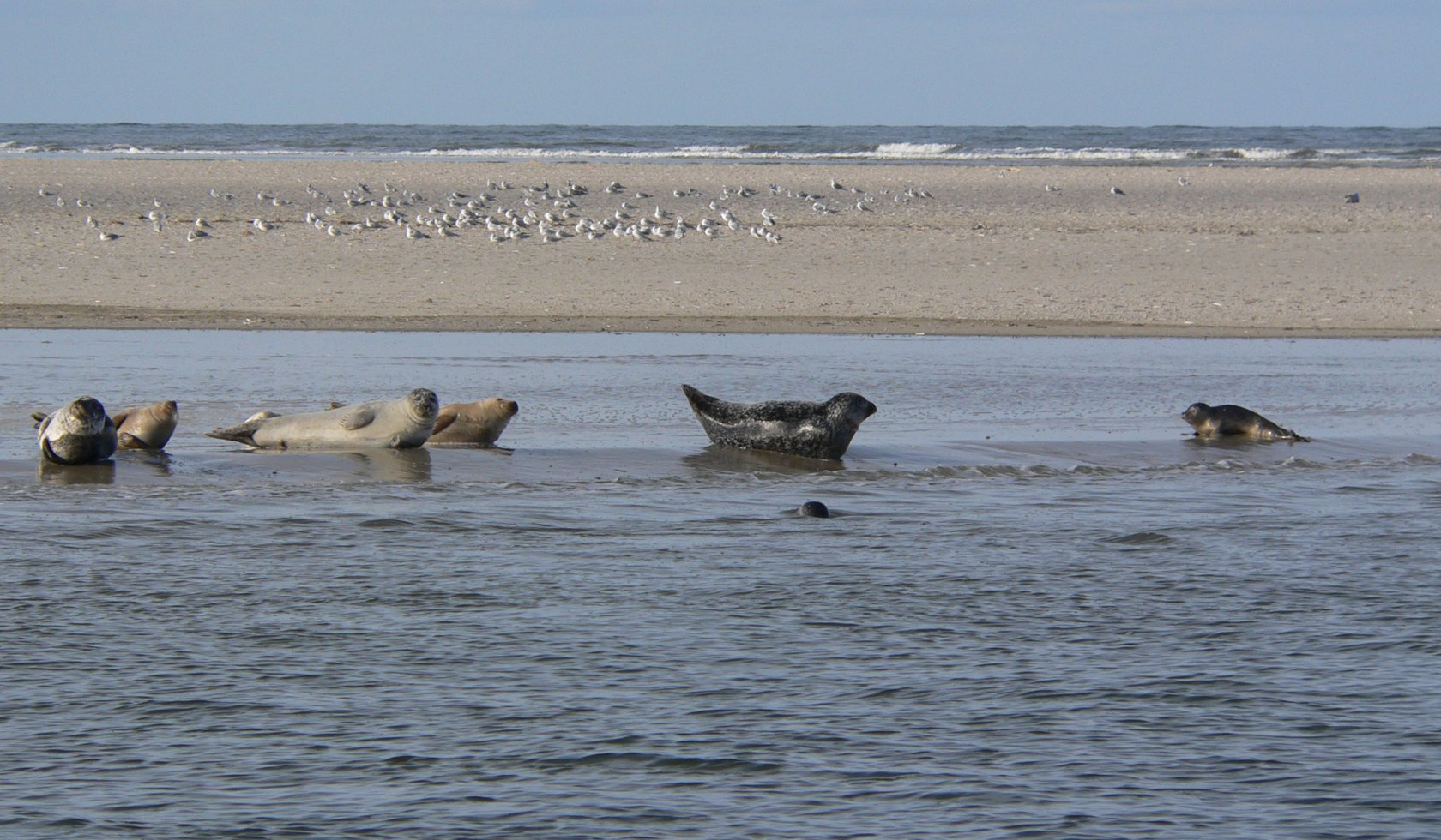 Sechs Seehunde ruhen sich im Wattenmeer aus, im Hintergrund Möwen., © Nationalparkverwaltung Niedersächsisches Wattenmeer / Nationalpark-Haus Wittbülten