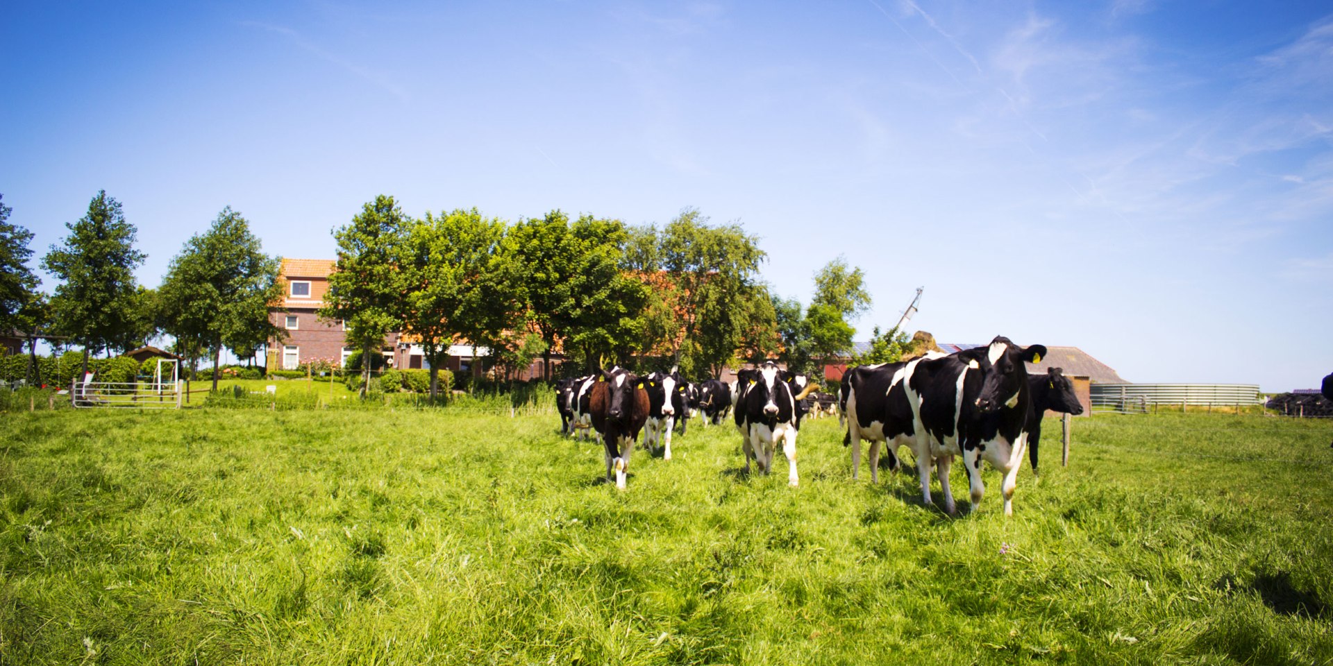 Kühe im Norderland, © Wirtschaftsbetriebe der Stadt Norden GmbH