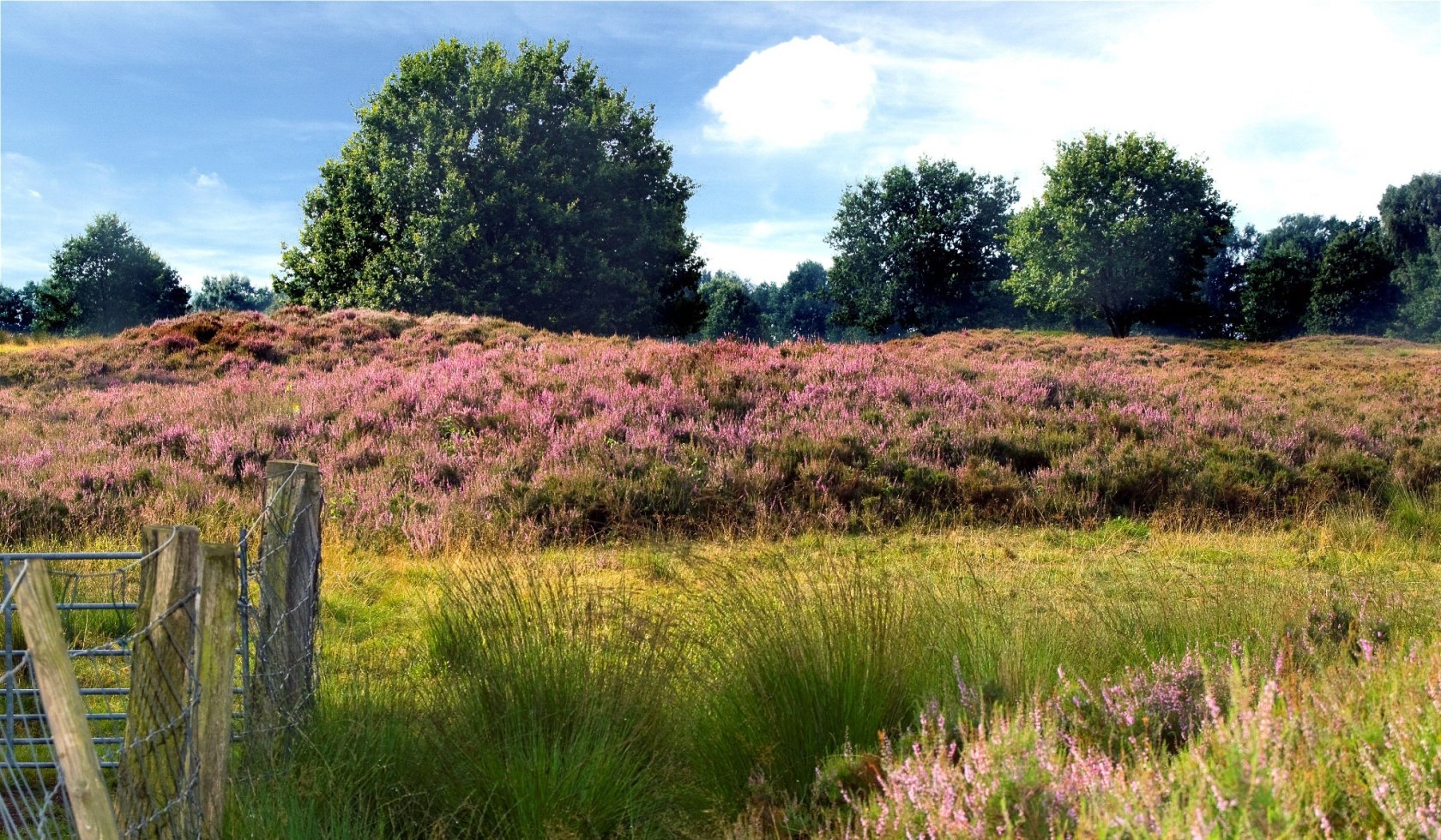 Blick auf eine blühende Heidefläche im Naturpark Hümmling, © Emsland Touristik