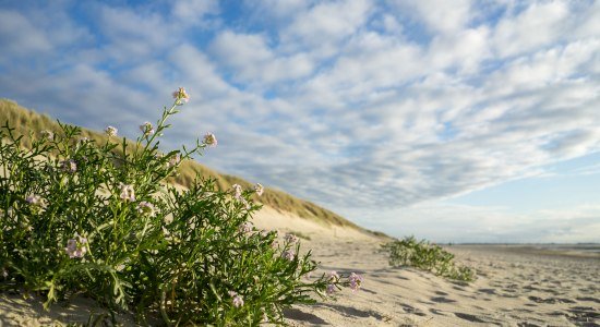 Pflanze in Stranddüne am Oststrand der Insel Langeoog, © Tourismus-Service Langeoog/ Andreas Falk