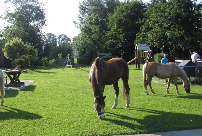 Ponys im Streichelzoo vom Kurhotel Strandhof, © TourismusMarketing Niedersachen GmbH