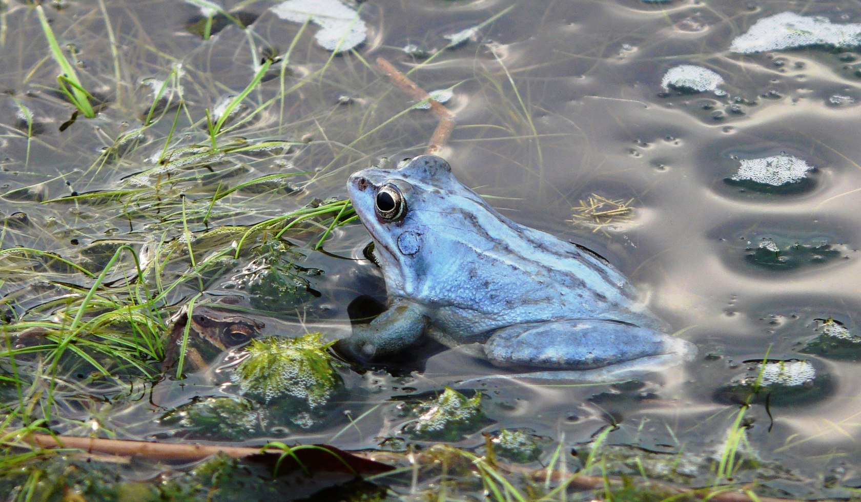 Blauer Moorfrosch im Pietzmoor, © Schneverdingen Touristik/ Gertrud Böttcher