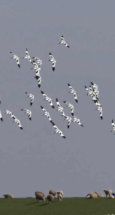 Säbelschnäbler am Deich über den Schafen, © Nationalparkverwaltung Niedersächsisches Wattenmeer