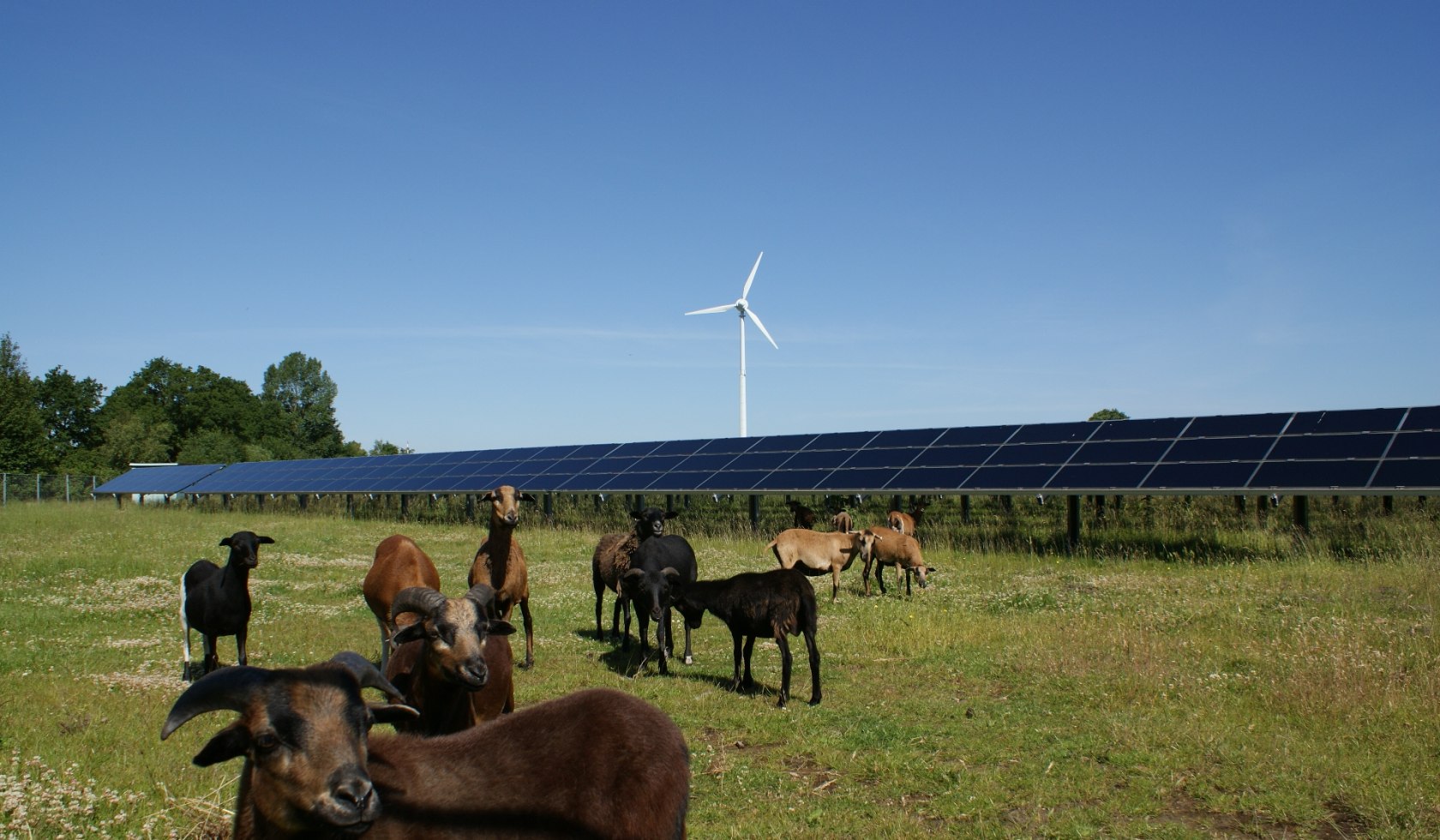 Kuhweide vor Solar und Windenergie, © Verkehrsverein Aurich / Marco Bordasch