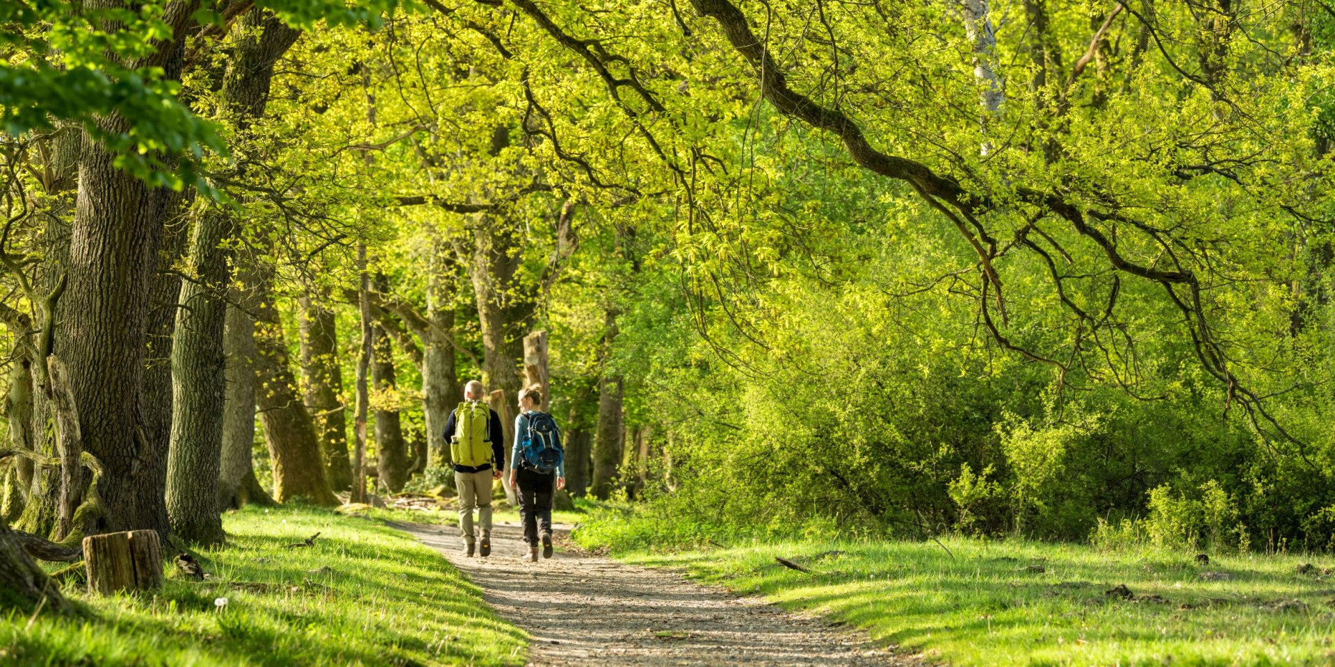 Wanderpaar durchquert Wald in der Lüneburger Heide, © Lüneburger Heide GmbH