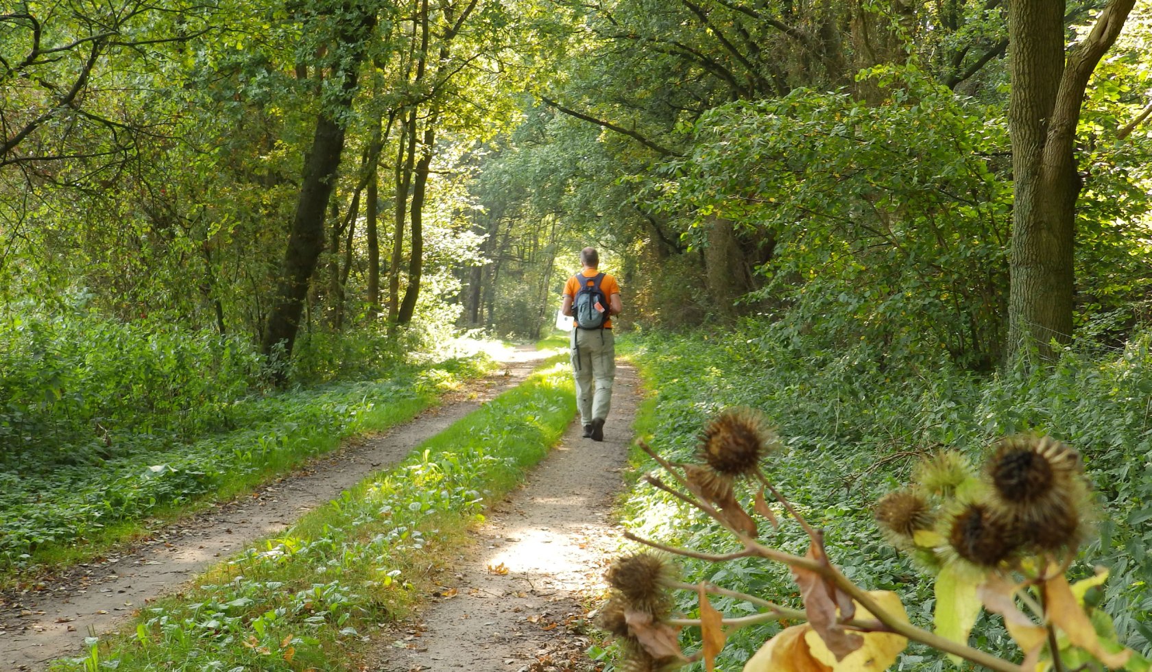 Ein Wandere genießt die grüne Natur auf dem Nordpfad Hölzerbruch-Malse., © Touristikverband Landkreis Rotenburg (Wümme)