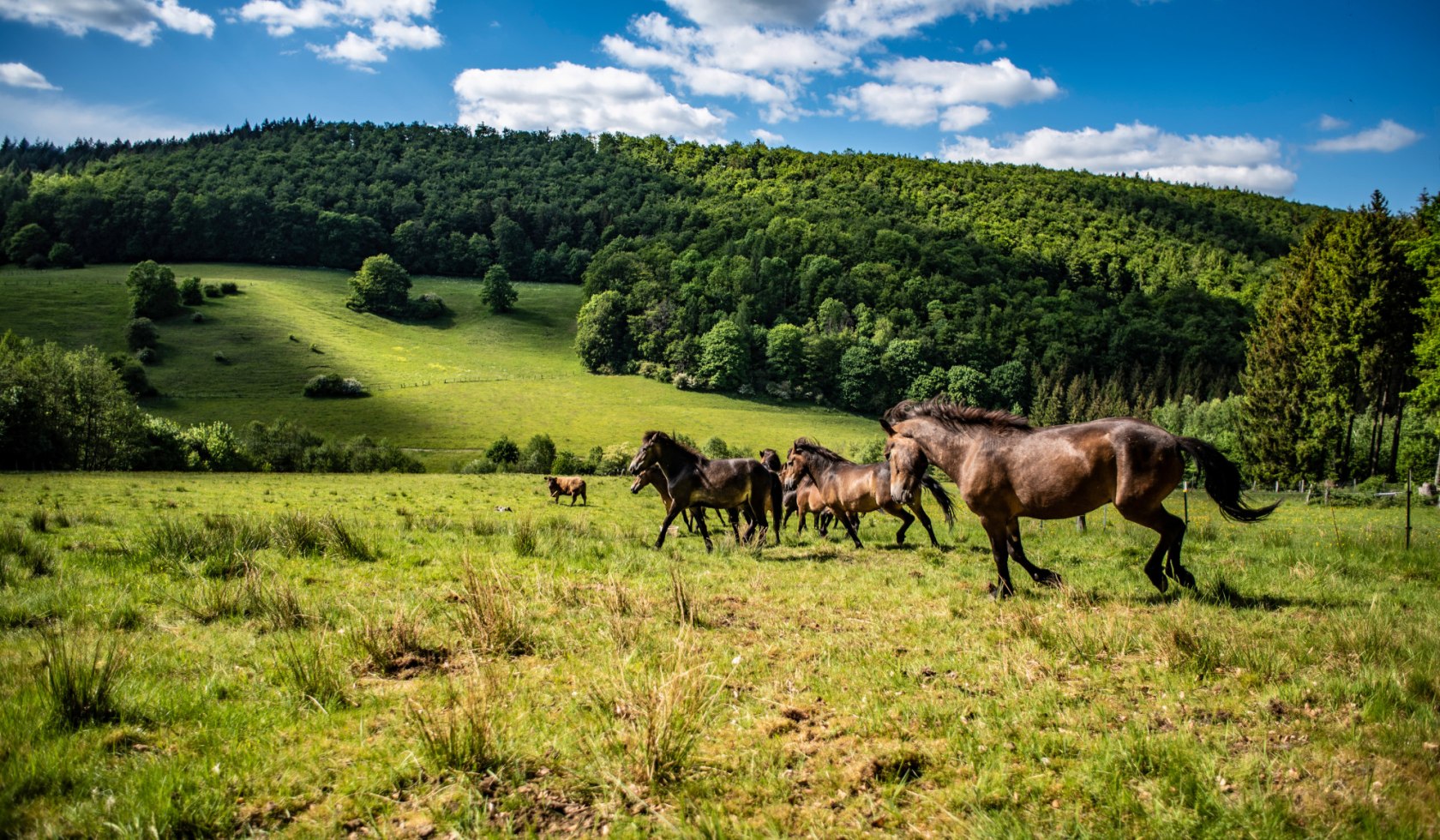 Ponys im Hellenthal im Solling-Vogler, © Solling-Vogler-Region (SVR)