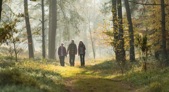 Drei Wanderer auf grasbewachsenem Weg in lichtem Kiefernwald, © Lüneburger Heide GmbH/ Dominik Ketz