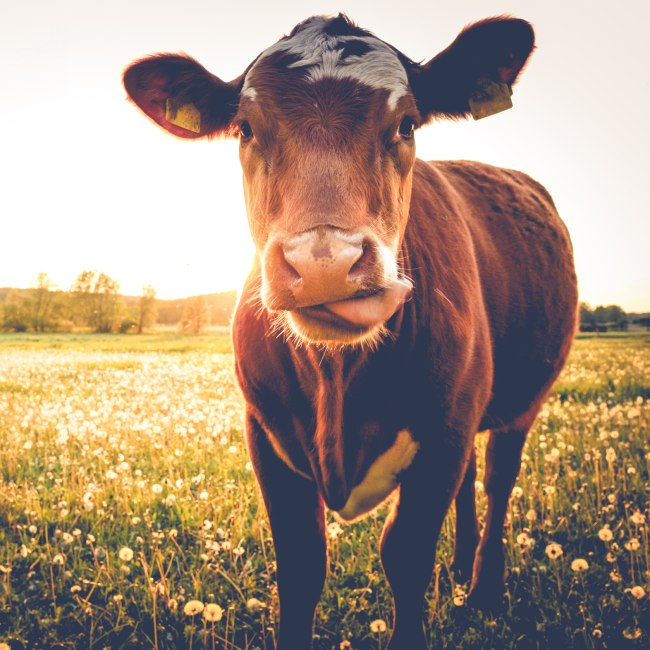 Kuh auf Pusteblumenwiese, © Fotolia / stadelpeter