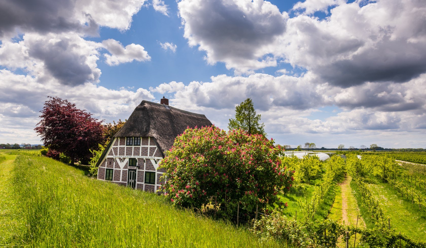 Fachwerkhaus mit Obstplantage im Alten Land, © TMN/Markus Tiemann