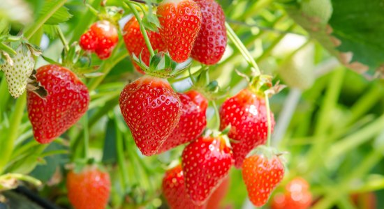Erdbeerpflanze mit reifen Erdbeeren, © Adobe Stock |#83135912