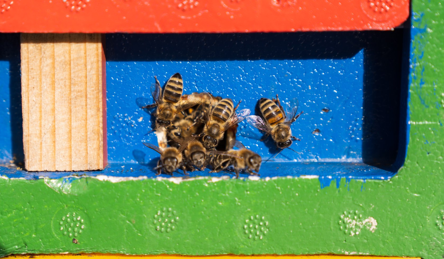 Bienen in einem bunten Bienenstock im Französischen Garten Celle, © TourismusMarketing Niedersachsen GmbH