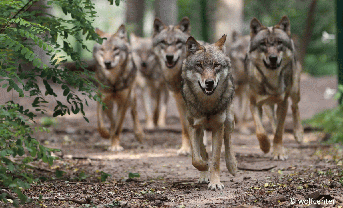 Ein Wolfsrudel rennt durch die Büsche., © Mittelweser-Touristik GmbH