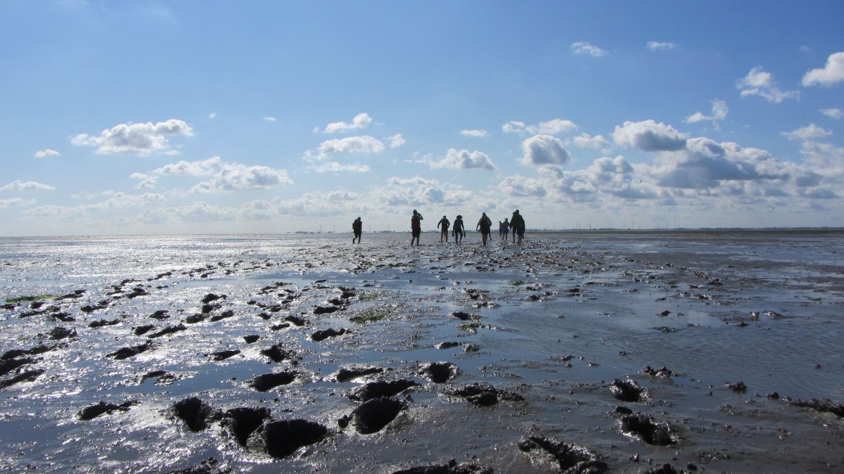 Eine Gruppe unternimmt eine Wattwanderung auf Langeoog, © Naturerlebnis Langeoog / Joke Pouliart