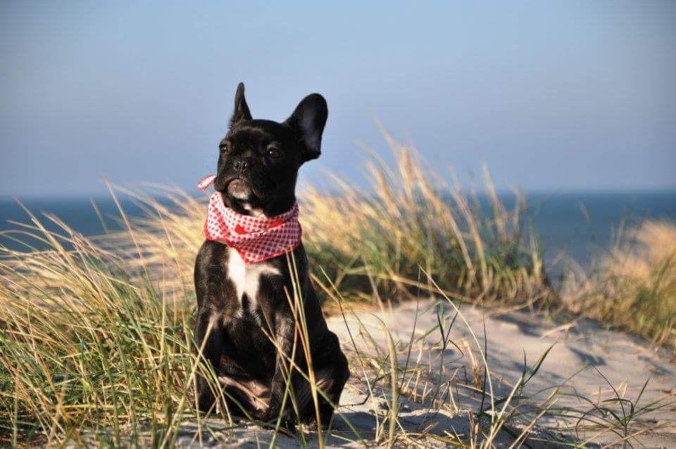 Kleiner Hund sitzt am Strand , © Nina Oesterreich