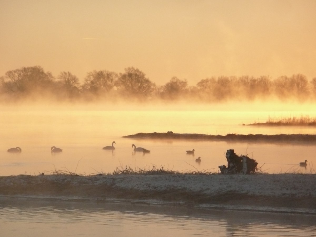 Schwäne und andere Wasservögel schwimmen auf der Elbe, von der Nebel aufsteigt und an deren Ufer leicht Schnee liegt. , © Biosphärenreservats Nds. Elbtalaue / Franz Höchtl