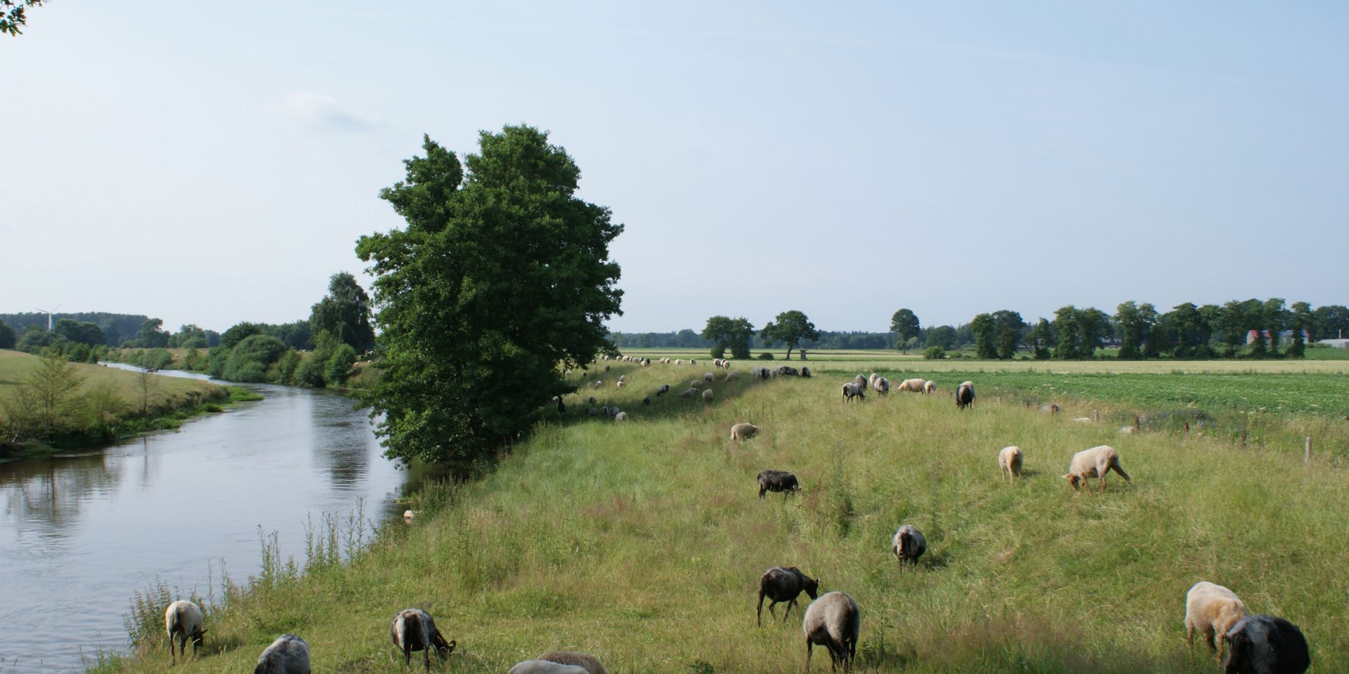 Schafe an der Hunte, © Jörg Guhn