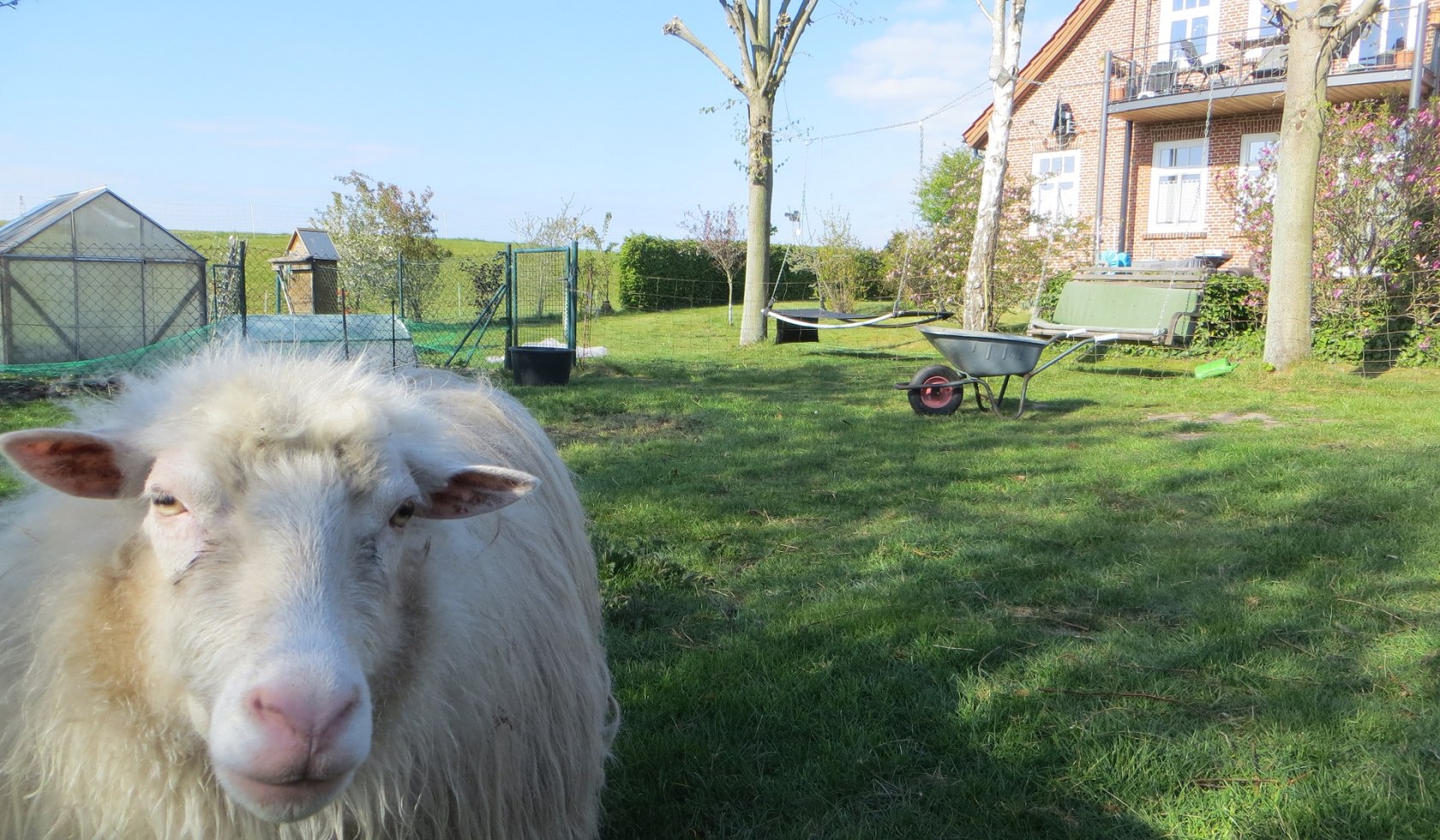 Dieses Bild zeigt ein Schaf im Garten des Alten Deichvogthaus, © Marion Schulz / Marion Schulz
